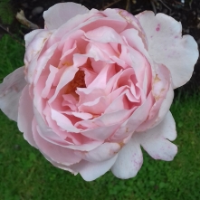 cropped-a-brother-cadfael-rose